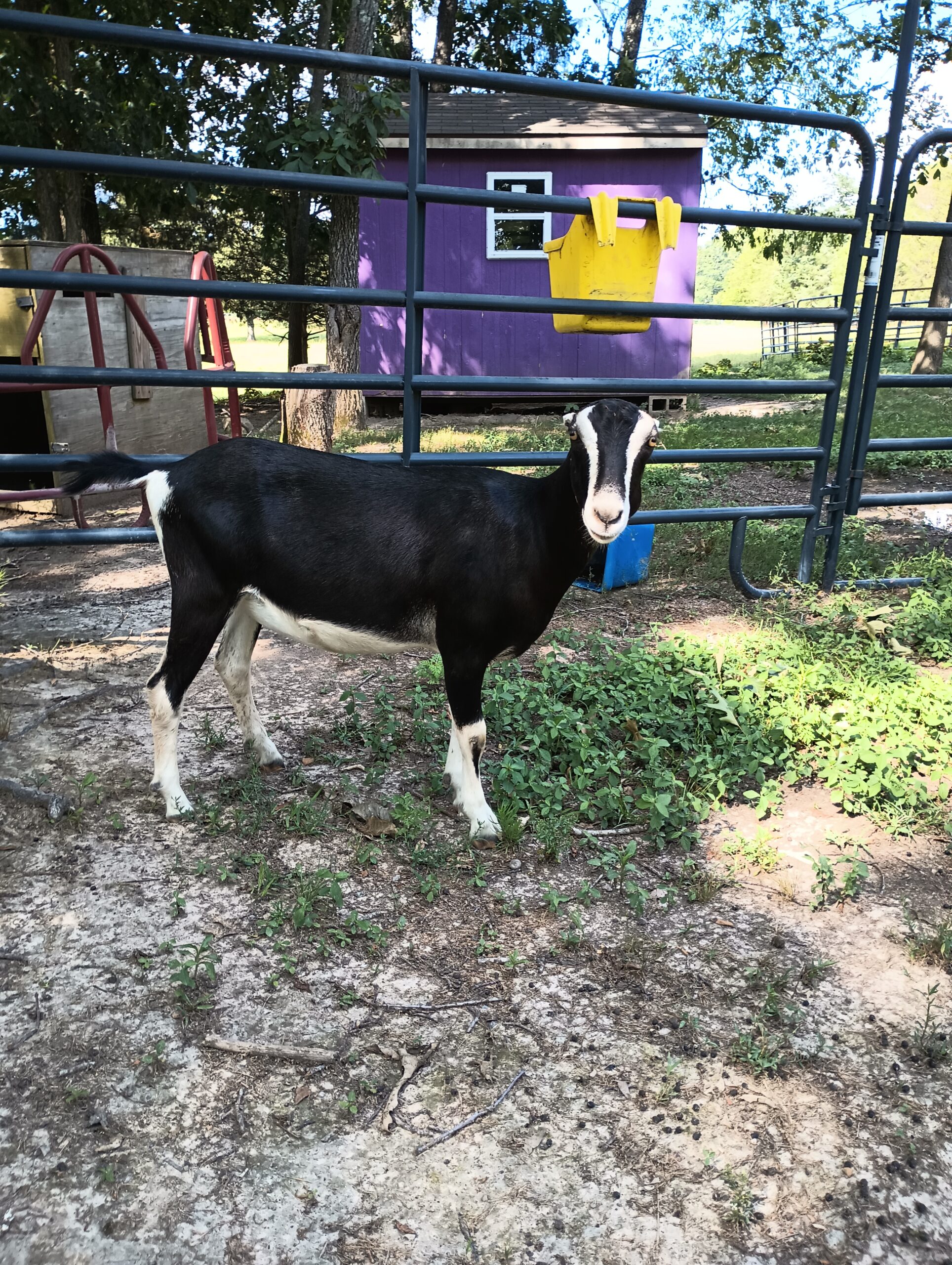 Lamancha does standing in front of a corral panel with a purple shed in the background